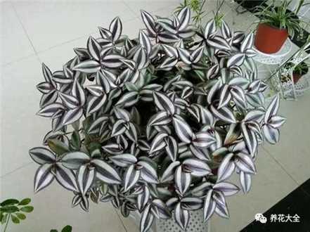 吊竹梅 吊竹梅