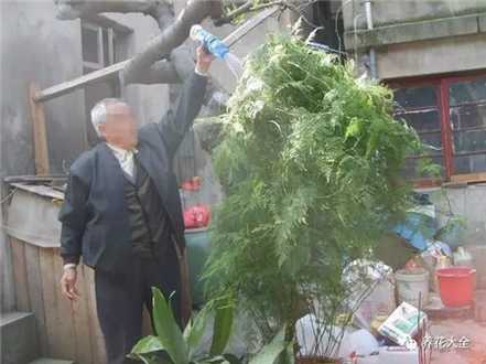 文竹 文竹