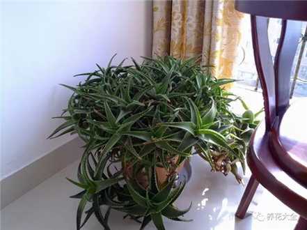 芦荟 芦荟