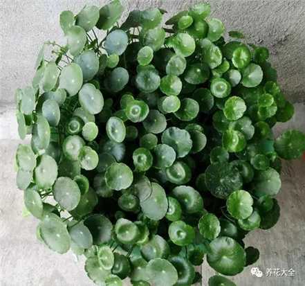 铜钱草 铜钱草
