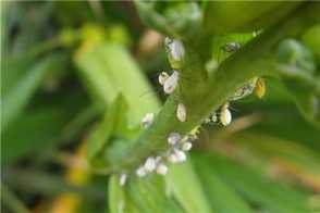 盆栽花卉长蚜虫了怎么办