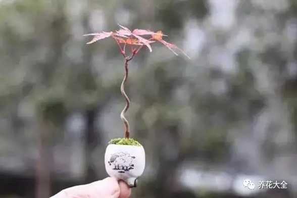 指尖上的盆景,养好了比兰花还值钱 指尖上的盆景,养好了比兰花还值钱