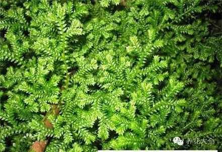 翠云草