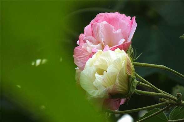 芙蓉花怎么修剪 芙蓉花怎么修剪