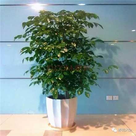 幸福树 幸福树