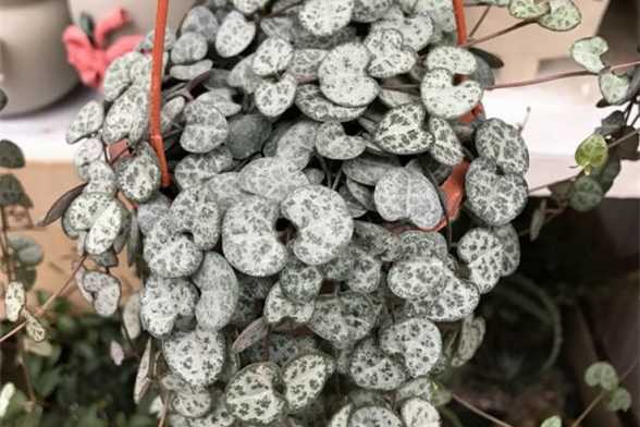 开花即死的多肉植物 开花即死的多肉植物