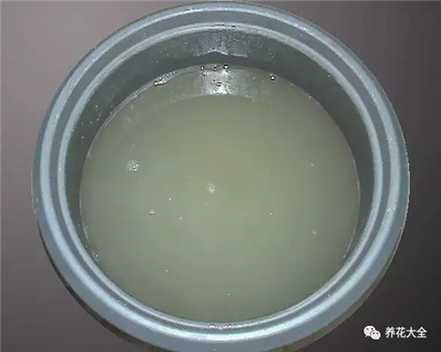 泡豆子（薏米/八宝粥）水