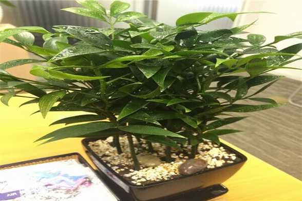 竹柏的养殖方法和注意事项 竹柏的养殖方法和注意事项