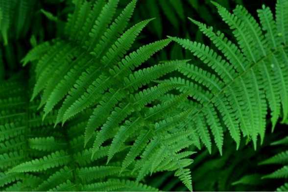 蕨类植物的养殖方法 蕨类植物的养殖方法