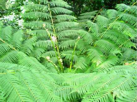 蕨类植物的养殖方法 蕨类植物的养殖方法
