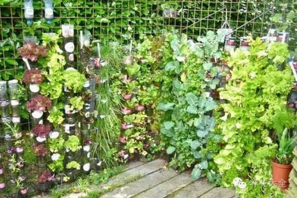 养花种菜谁还花钱,1个塑料瓶就搞定! 养花种菜谁还花钱,1个塑料瓶就搞定!