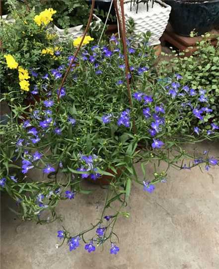植物的叶插繁殖