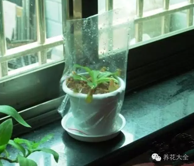给花套塑料袋保湿