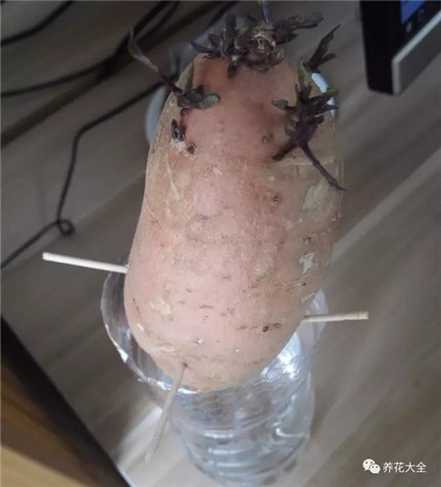 水培红薯保证空气流通