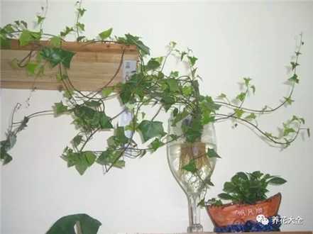 常春藤勤换水