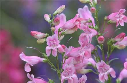 钓钟柳开花欣赏 钓钟柳开花欣赏