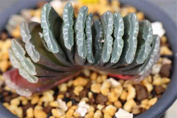 多肉植物玉扇怎么养 多肉植物玉扇怎么养