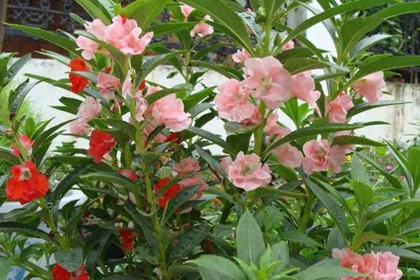 凤仙花什么时候开花 凤仙花什么时候开花