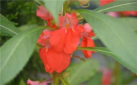 凤仙花开花欣赏 凤仙花开花欣赏