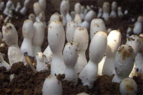 阳台种植蘑菇的方法 阳台种植蘑菇的方法