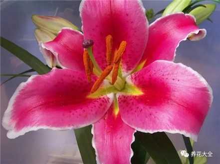 百合花