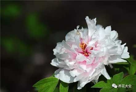牡丹花