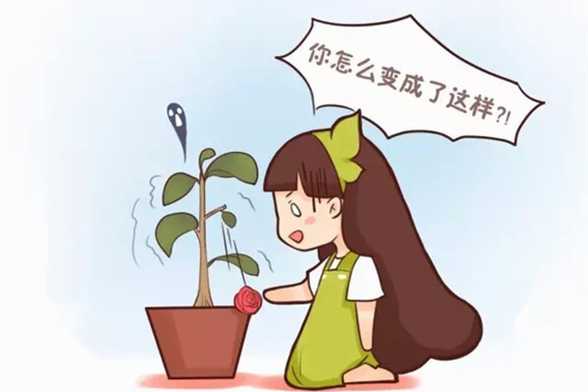春天不注意这几点,别让你的花越过了寒冬却死在了春天 春天不注意这几点,别让你的花越过了寒冬却死在了春天