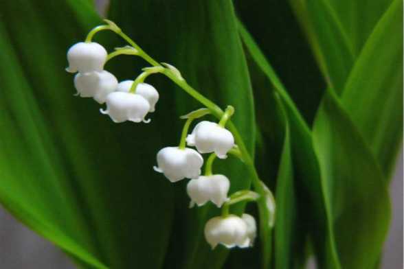 风铃草、铃兰、铃铛花怎么区别 风铃草、铃兰、铃铛花怎么区别