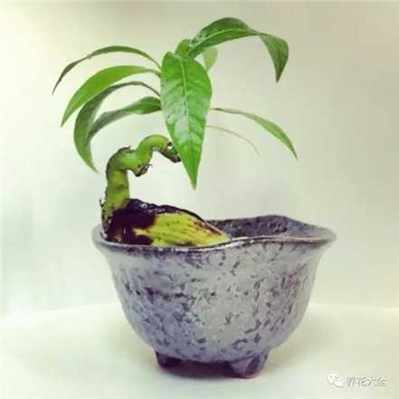 芒果盆栽 芒果盆栽