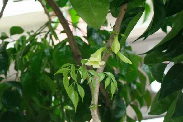 菜豆树的种植方法 菜豆树的种植方法