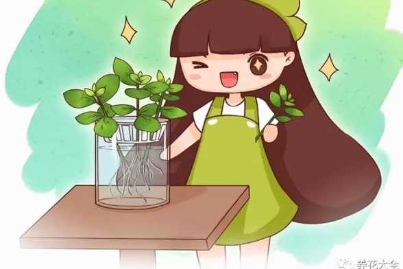 掐根枝扔水里,生根快,疯长起来拦不住! 掐根枝扔水里,生根快,疯长起来拦不住!