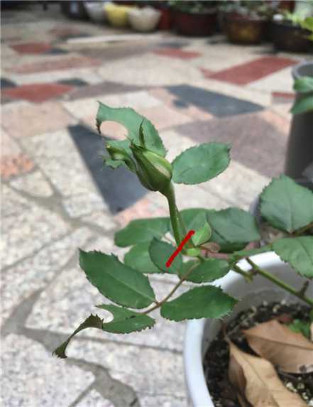 去掉花苞