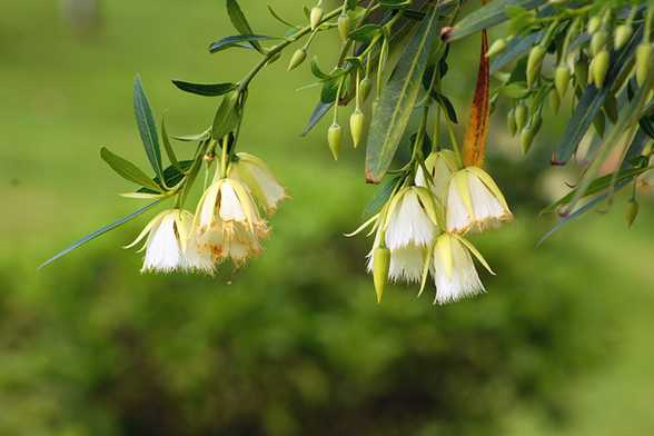 杜英花