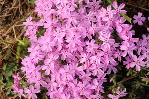 芝樱的病害及其防治 芝樱的病害及其防治