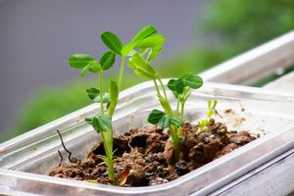 花生盆栽的种植方法