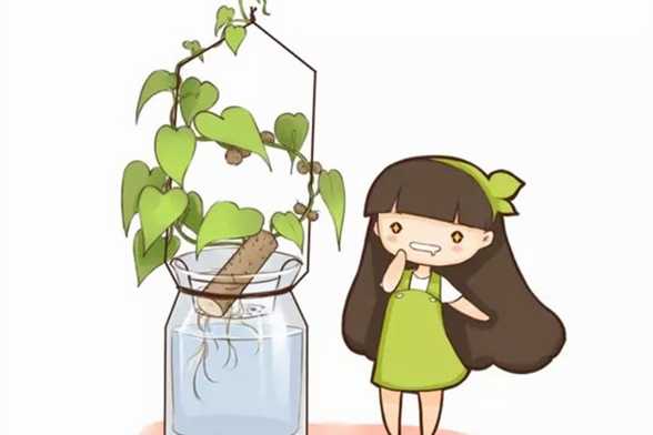 发了芽的山药,放在花盆里竟然爬满了墙,还结山药豆 发了芽的山药,放在花盆里竟然爬满了墙,还结山药豆