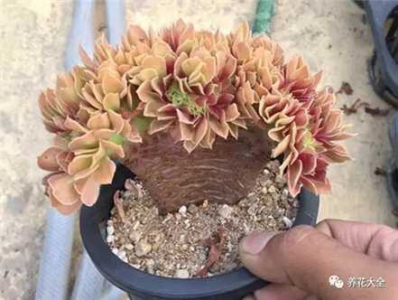 缀化 缀化