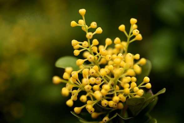 米兰花什么时候开花 米兰花什么时候开花