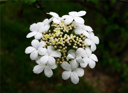 琼花开花图片欣赏