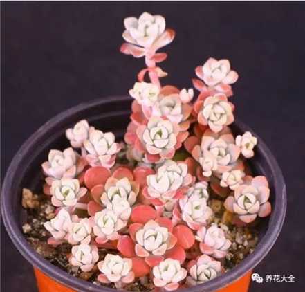 红霜