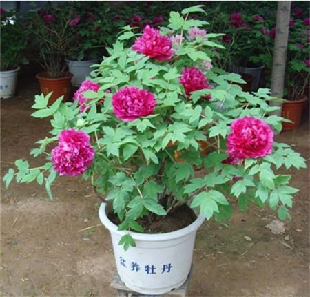 牡丹花盆景欣赏