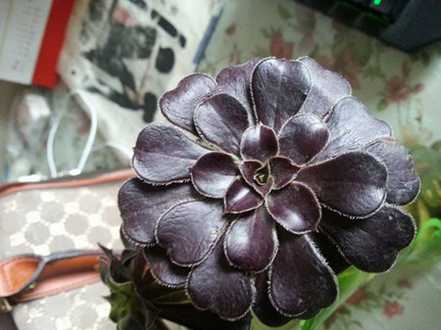 黑法师水培管理