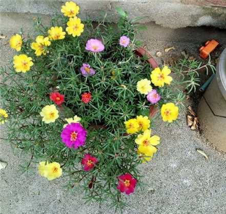 太阳花从地上移栽到花盆里