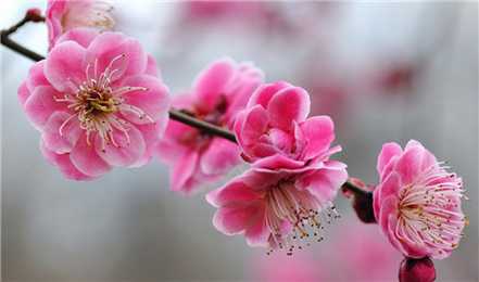正月花神