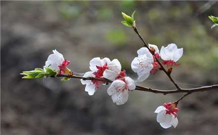 二月花神