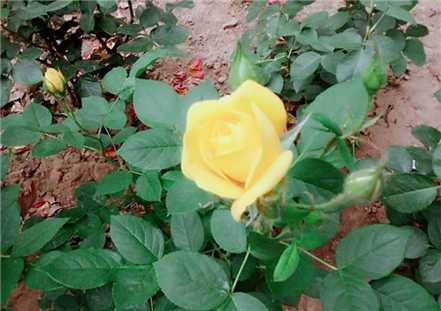 如何延长月季花的花期