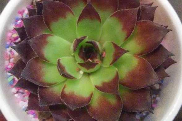 多肉植物养根的重要性 多肉植物养根的重要性