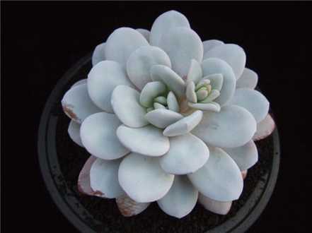 多肉植物养根的重要性