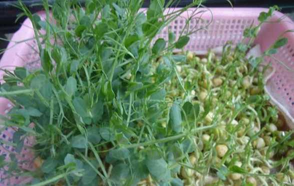 阳台豌豆苗种植方法 阳台豌豆苗种植方法