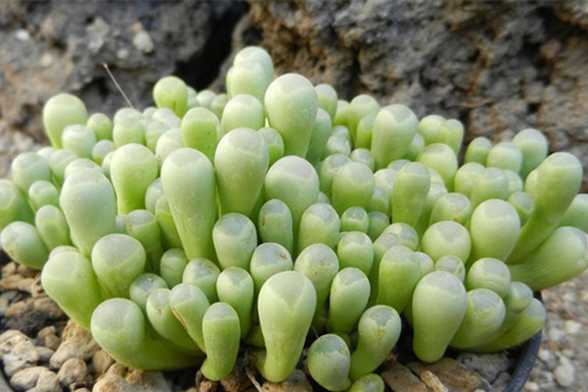 多肉植物春季养护三大忌 多肉植物春季养护三大忌